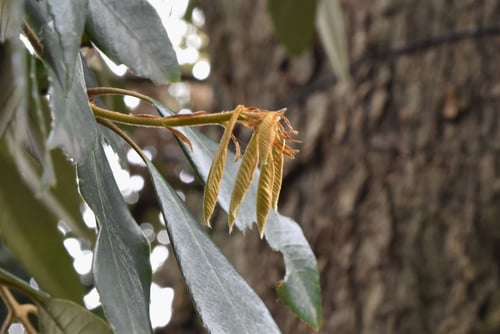 樹木,いちいがし