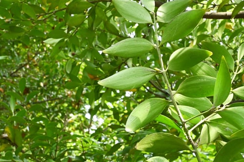 なぎ,樹木,ナギ