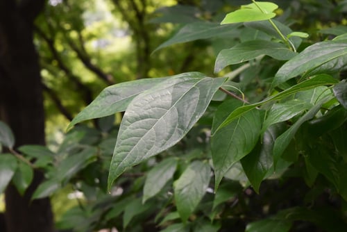 蝋梅の葉,ロウバイ,ザラザラ