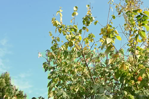 蝋梅,庭木,ロウバイ,ろうばい