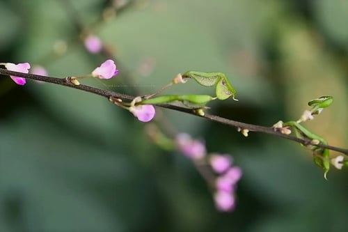 ヌスビトハギ,ぬすびとはぎ,盗人萩,植物