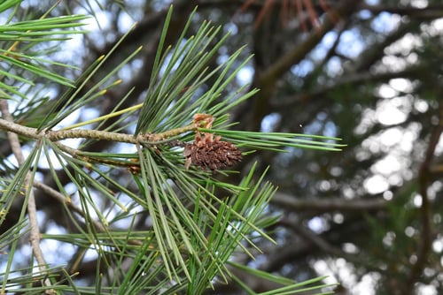 ハクショウ,しろまつ,花,白松
