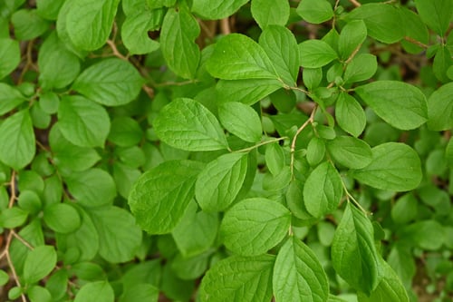 さわふたぎ,樹木,植物,特徴