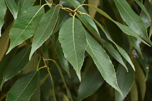 シラカシの葉っぱ,しらかし