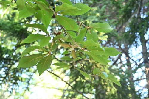 めぐすりのき,メグスリノキの実