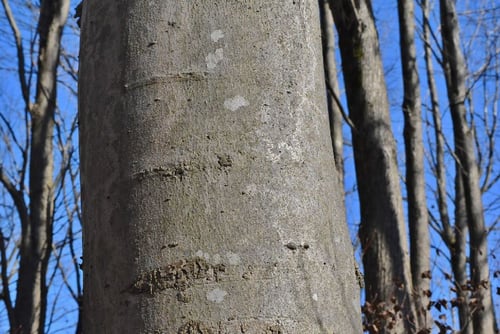 花,コブシ,幹,画像