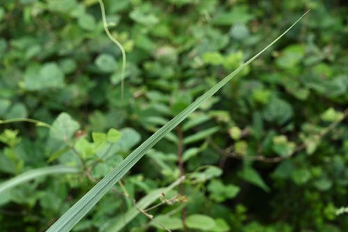 ススキ,すすき,葉