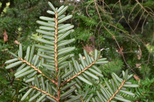 つが,栂の木,葉っぱ,ツガ