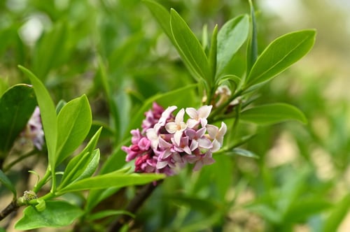 じんちょうげ,木,ジンチョウゲ,沈丁花