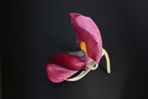 葛,花の画像,クズ,くず