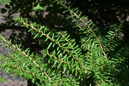 つがの木,葉っぱ,栂の木