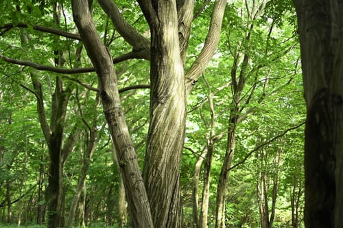 シデの木,ソロの木,いぬしで