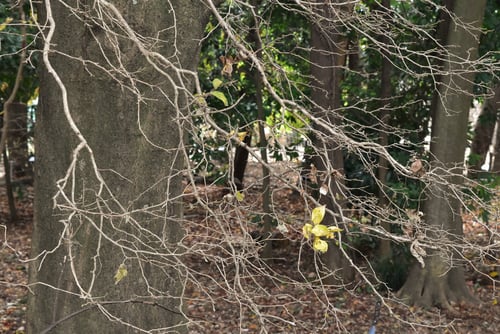 瑠璃色の実がなる木,さわふたぎ