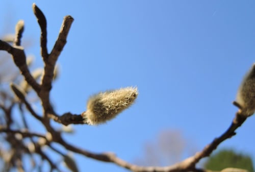 花,コブシ,辛夷の木,ツボミ,画像,こぶしの木