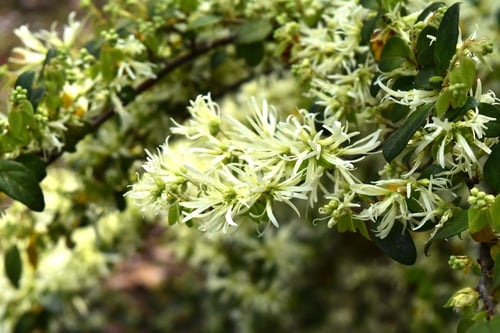 ときわまんさく,開花時期,トキワマンサク