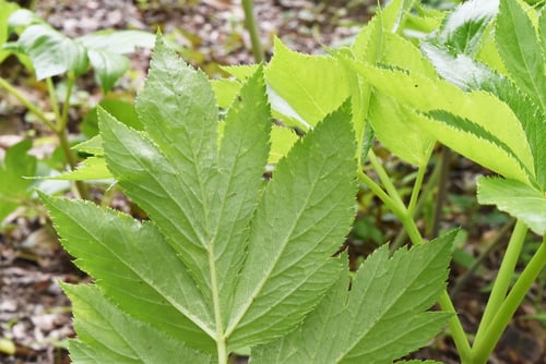 アシタバ,ハチジョウソウ,八丈草,あしたば