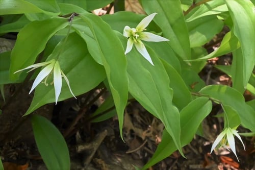 チゴユリ,ホウチャクソウ,違い