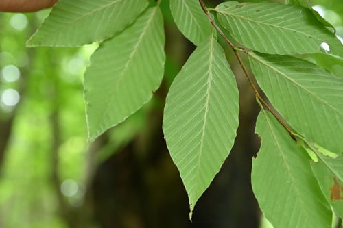 イヌブナ,犬橅,いぬぶな,画像