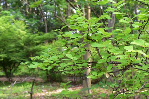 ゆすらうめ,樹形,ユスラウメ
