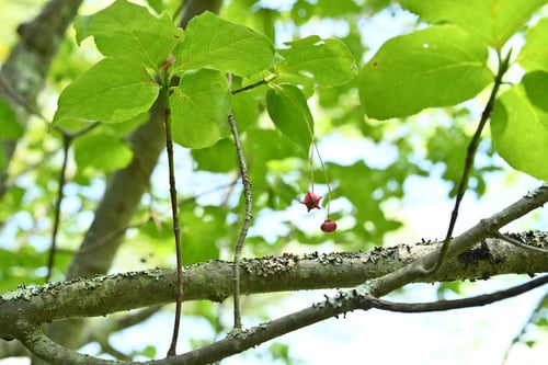ツリバナ,大吊花の木,おおつりばな