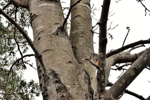 マロニエ,Horse-chestnut