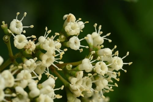 サンゴジュの開花時期,さんごじゅ,珊瑚樹
