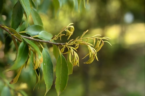 スダジイ,椎の木の花のツボミ,すだじい
