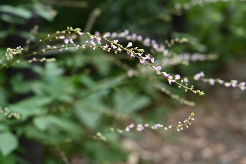 ヌスビトハギ,ぬすびとはぎ,盗人はぎ