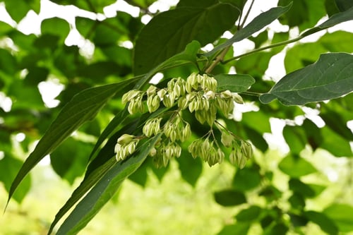 クサギの蕾,ツボミ,臭桐とはクマツヅラ科の落葉樹