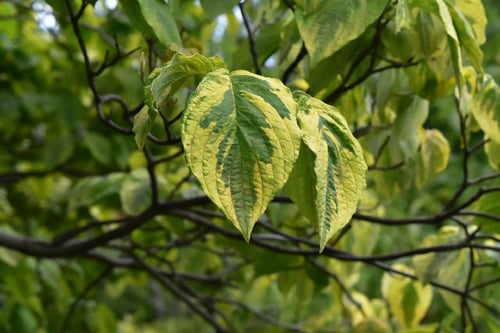 ハナミズキの品種,はなみずき