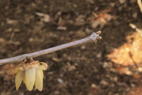 蝋梅の木,枝葉,ろうばい,ロウバイ