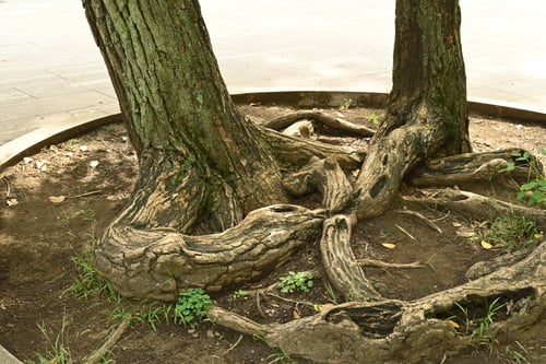 カイコウズ,アメリカデイゴの木