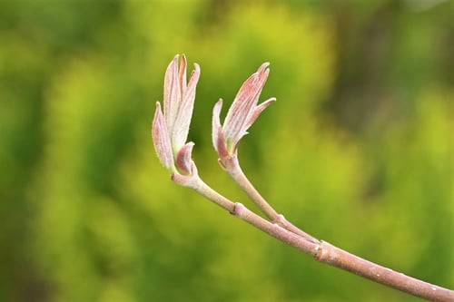 はなみずき,flowering dogwood
