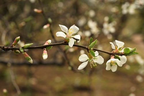 ゆすらうめ,downy cherry,picture,ユスラウメ