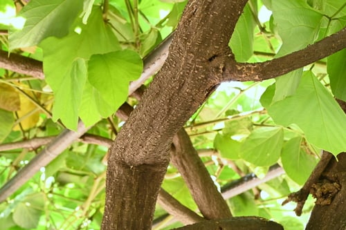 葛,植物,クズ,くず