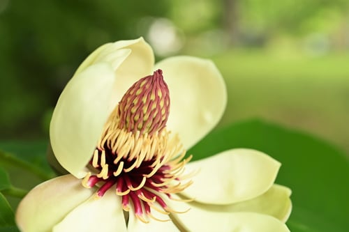 朴ノ木,ほおかしわ,開花時期,ホオノキ