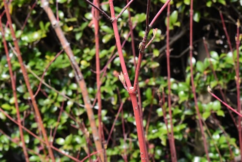 さんごみずき,植物,サンゴミズキ