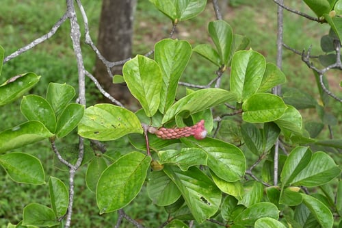 花,コブシの木の果実