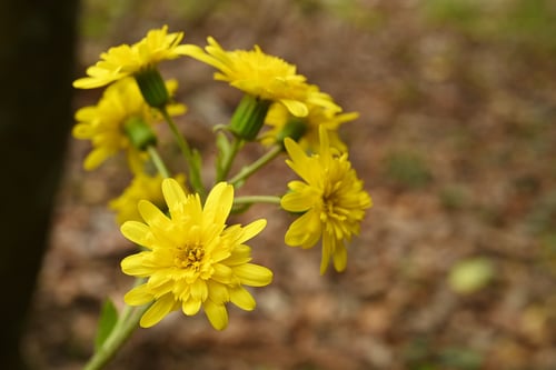つわぶきの品種,ツワブキ