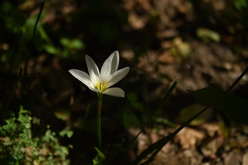 たますだれ,開花期,玉簾,植物