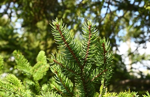 赤蝦夷松,あかえぞまつ,葉っぱ,画像,アカエゾマツ