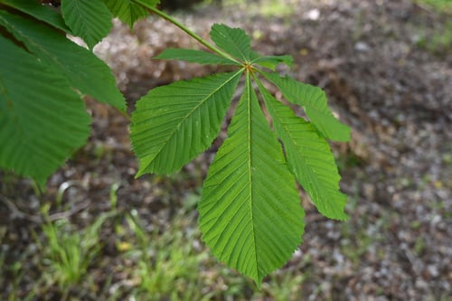 マロニエ,西洋とちのき,樹木,まろにえ