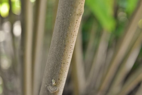 フヨウ,Cotton rose hibiscus,picture,芙蓉