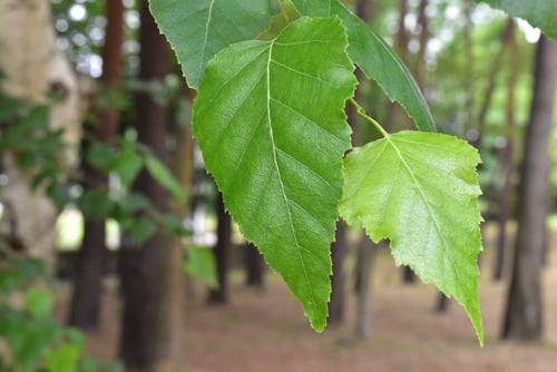 白樺,シラカンバ,しらかんば,葉っぱ,画像