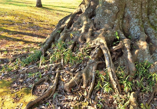 シラカシ,しらかし,根張り,白樫