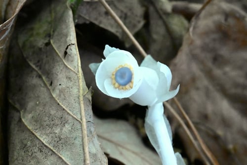 ぎんりゅうそう