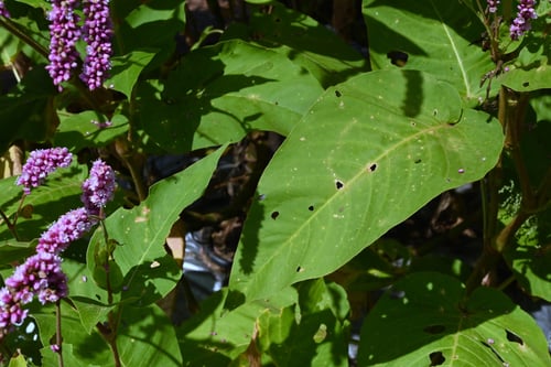 おおけたで,葉っぱ,植物