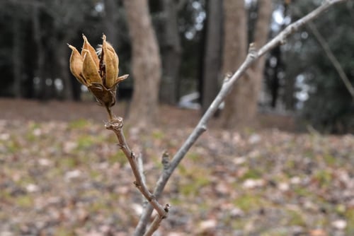 ムクゲの木,冬季,むくげ,木槿