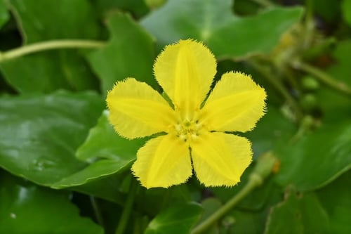 アサザ,花の画像,あさざ,植物