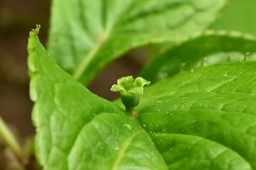Japanese Helwingia,flower